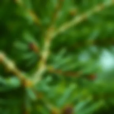 Pine Greenery Color Palette for Fashion Color palette incorporating pine green and complementary shades