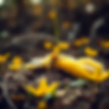 Bee Slippers in Nature Bee slippers showcased in a natural setting