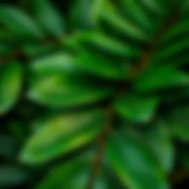 Close-up of the texture and details of artificial eucalyptus leaves