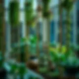 A beautifully arranged indoor garden featuring tall moss poles supporting various climbing plants.