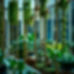 A beautifully arranged indoor garden featuring tall moss poles supporting various climbing plants.